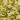 Dripping - ORO