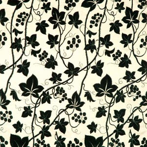 Ivy Immagine