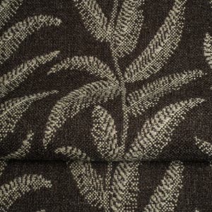 Fern Fern Image