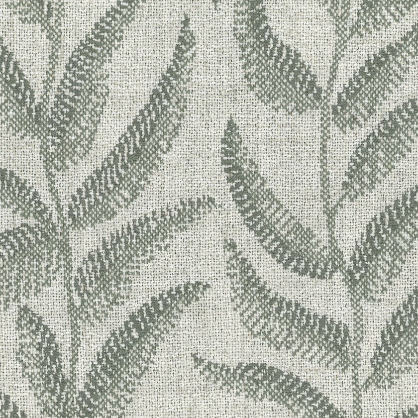 Fern